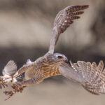 Digital 1st place Fatal Swoop - Didi Franklin