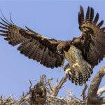 Digital 3rd place Marshall Eagle Landing - Johan Kloppers