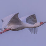imply spoonbill - patrick cardwell