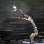 Digital 3rd place - Gone fishing - Peter Franklin