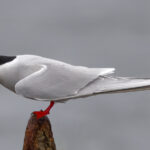 Elegant tern by Patrick Cardwell