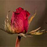 Red Rose by Alan Partington